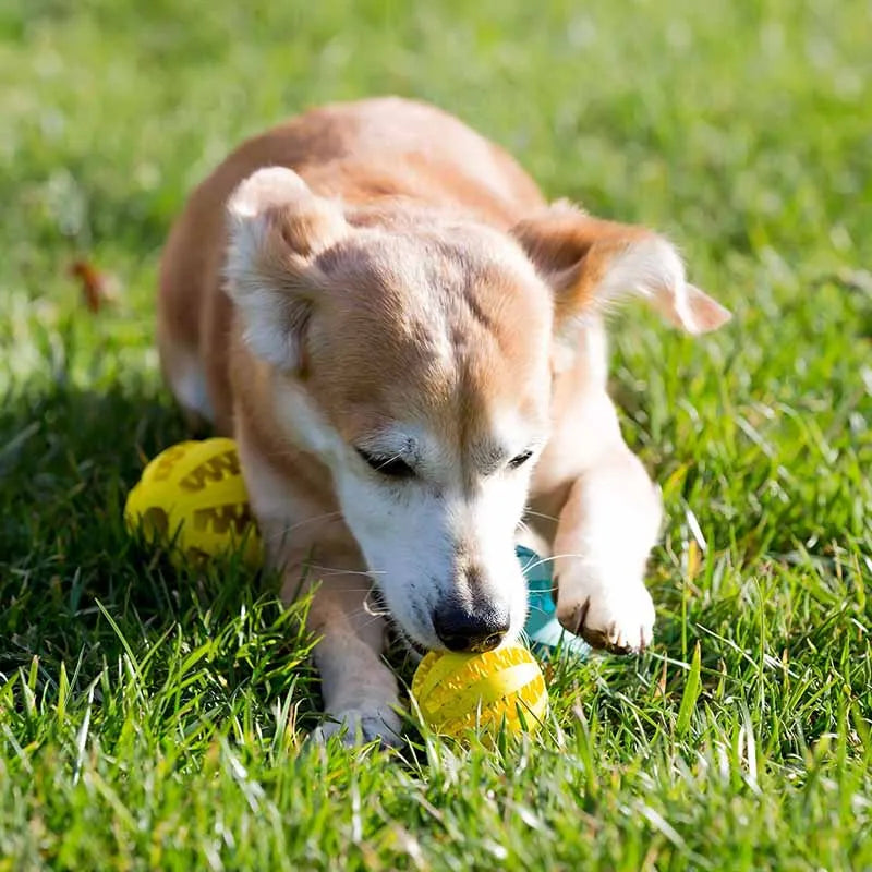 Natur Kautschuk Hundespielzeug zum Zähne reinigen